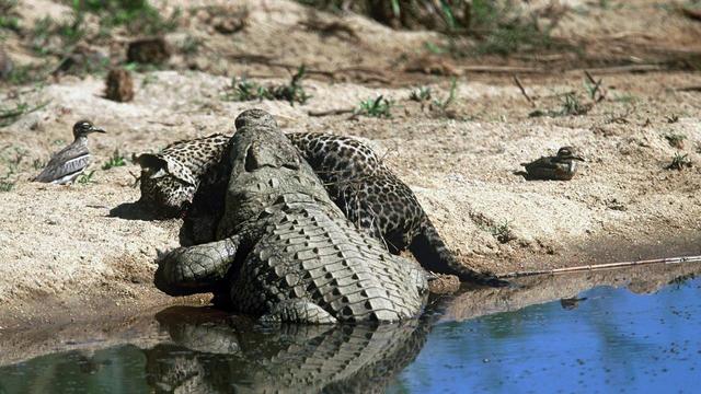 原创鳄鱼吃豹子虎鲸吃鲸鱼老虎吃熊掠食者之间的较量真无情