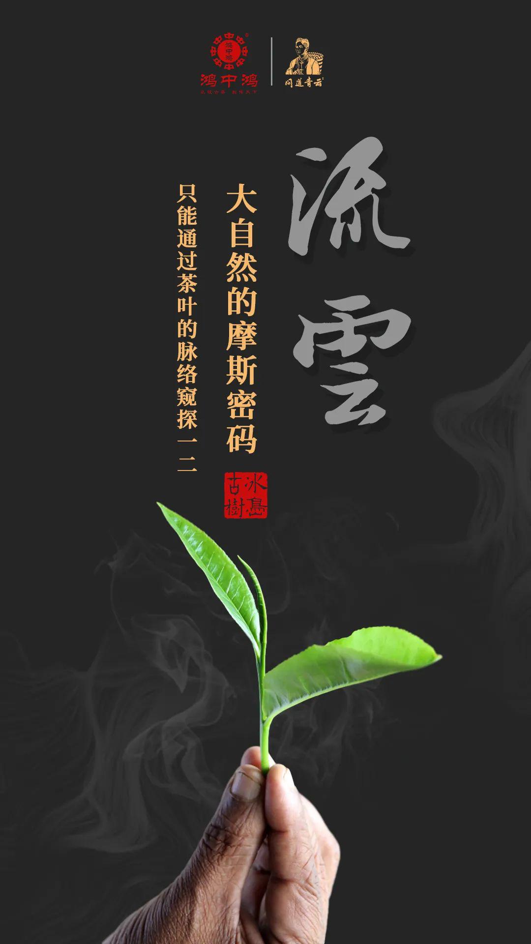 流云冰岛古树这片正统醇韵是大自然给予的回应