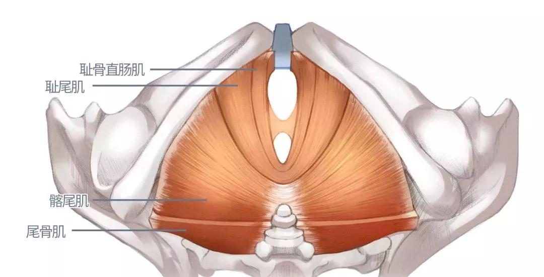 盆底肌恢复妈妈圈的新流行不了解下