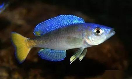 每日一鱼 | m湖剑沙:有一种灵动犀利之美