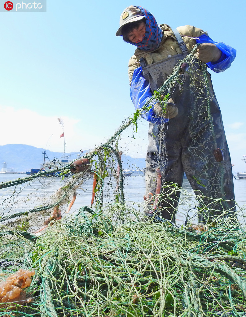 江苏连云港黄渤海东海海域伏季休渔5月1日开始返港渔民准备休渔