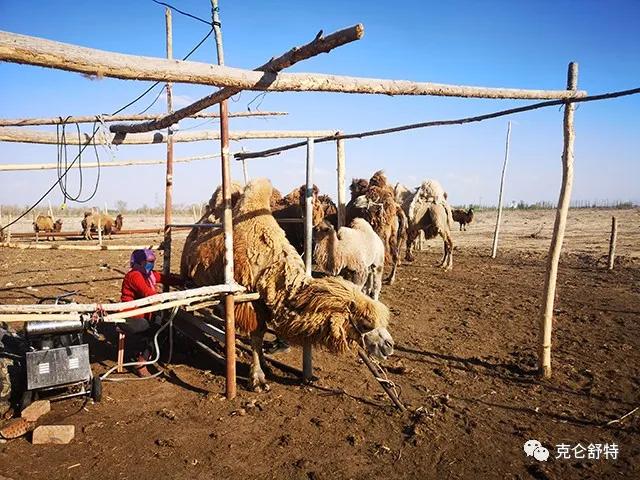 一头骆驼一年能产多少驼奶?