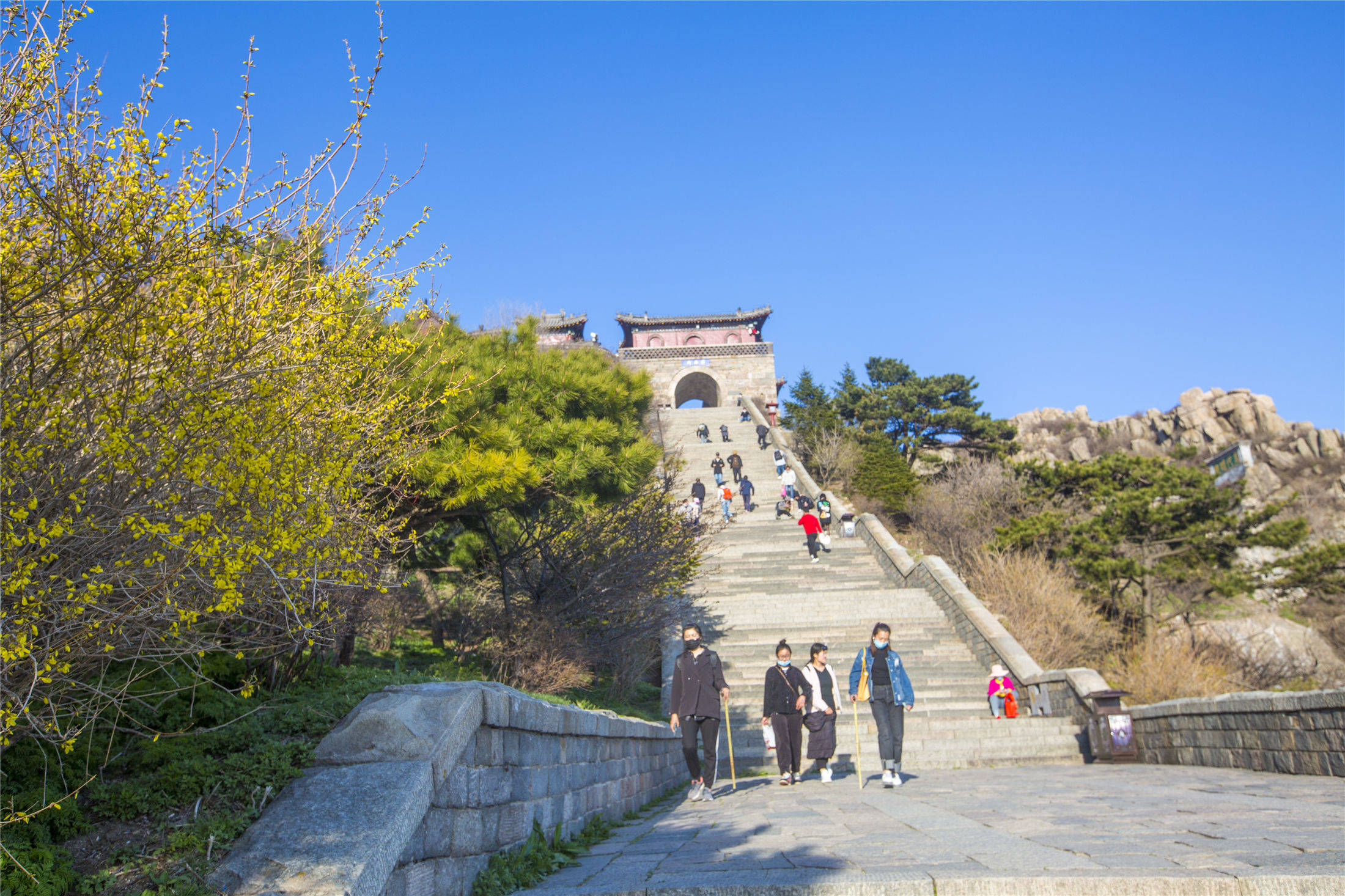 原创人间四月芳菲尽五月的泰山最壮美岱顶海棠花开成海令人迷醉
