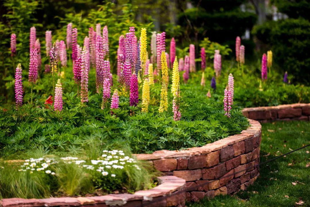 共同战疫花事预告第十一期双主题花之羽扇豆