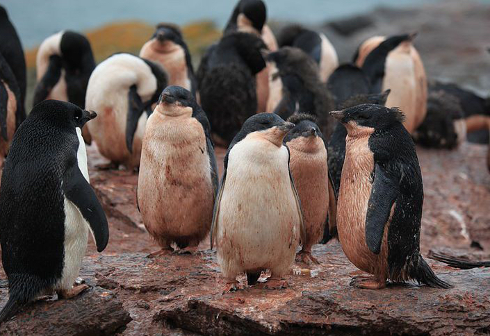 对于想要在偏远的南极计算阿德利企鹅数量的科学家来说,这一点很有用.