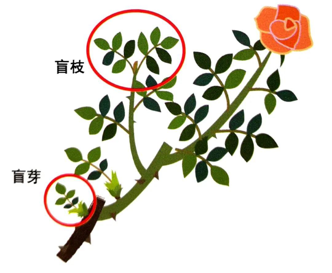 5月立夏时节阳台盆栽月季最容易遭遇的烦恼