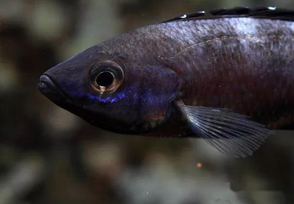 每日一鱼 | m湖剑沙:有一种灵动犀利之美