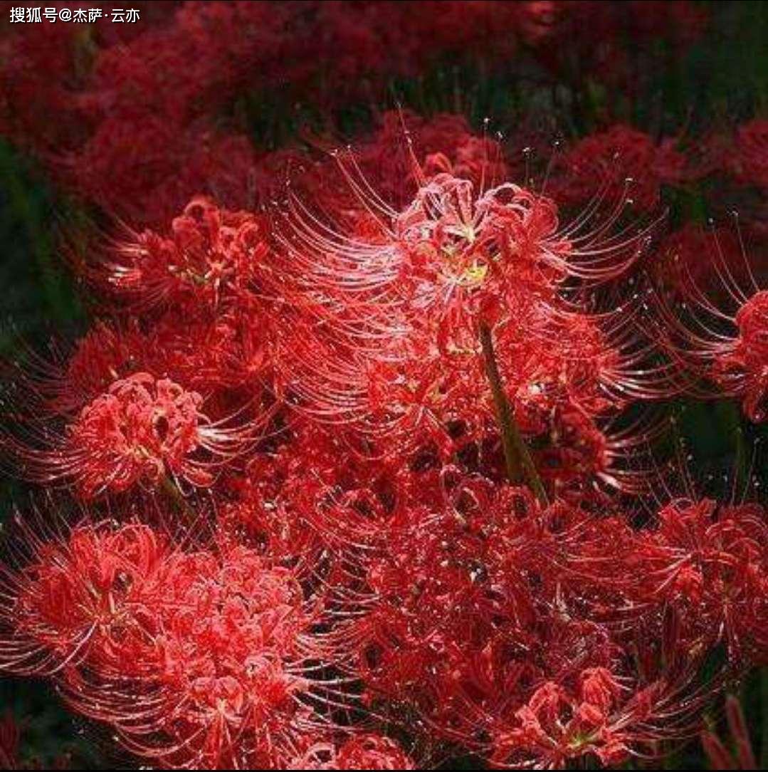 光与影·往生彼岸花