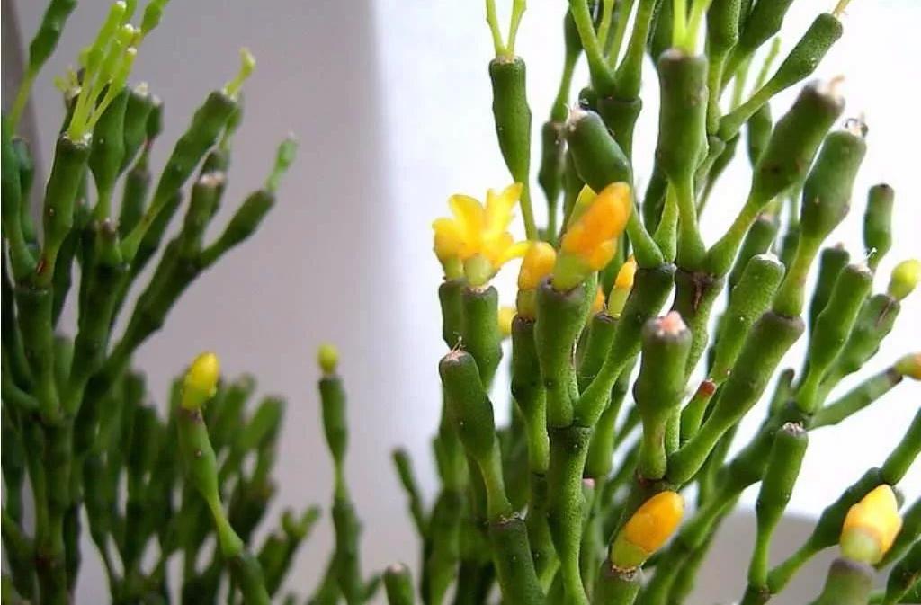 原创生活中很少见的仙人棒基本上没有几个人养不知道你看过没