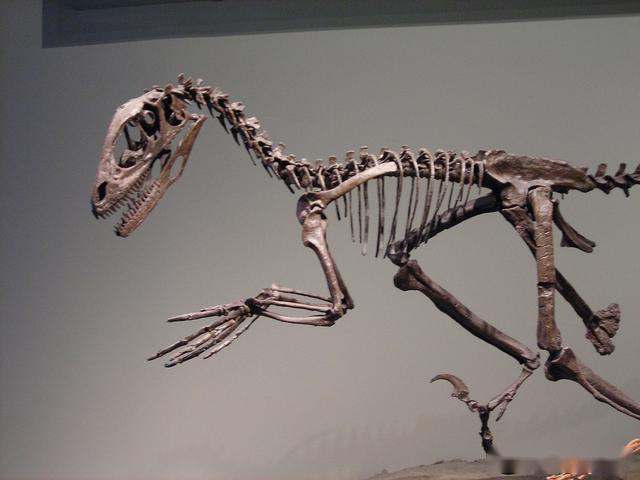 恐爪龙下目包括了驰龙科和伤齿龙科,它们体型普遍较小,而且身上长满了