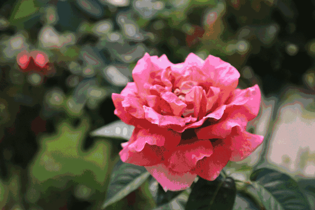 640_427gif 动态图 动图