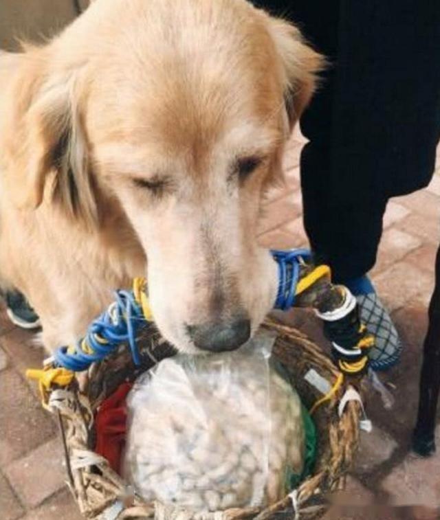 宠物狗帮助残疾主人提着篮子