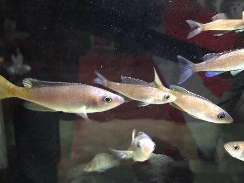 每日一鱼 | m湖剑沙:有一种灵动犀利之美