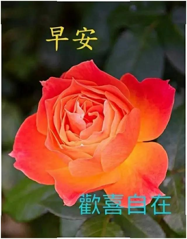 漂亮鲜花早安图片早上好精美微信祝福语