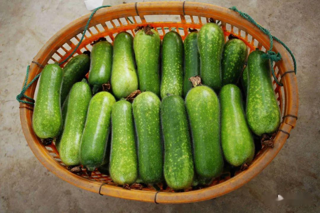 顺德杏坛桑麻黑毛节瓜上市