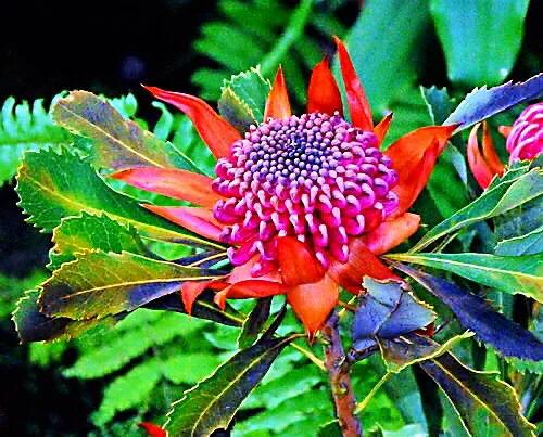 红火球帝王花欣赏