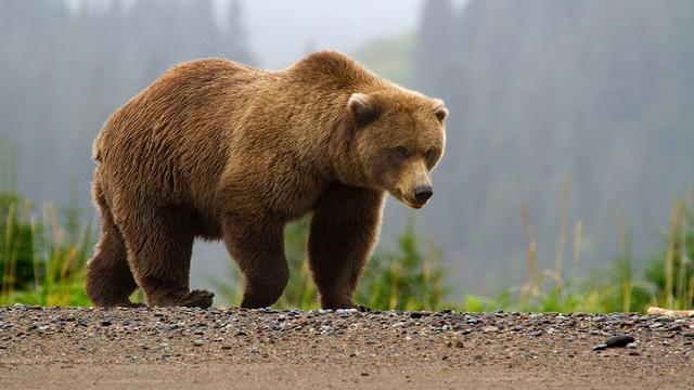 巨型短面熊的体型图片
