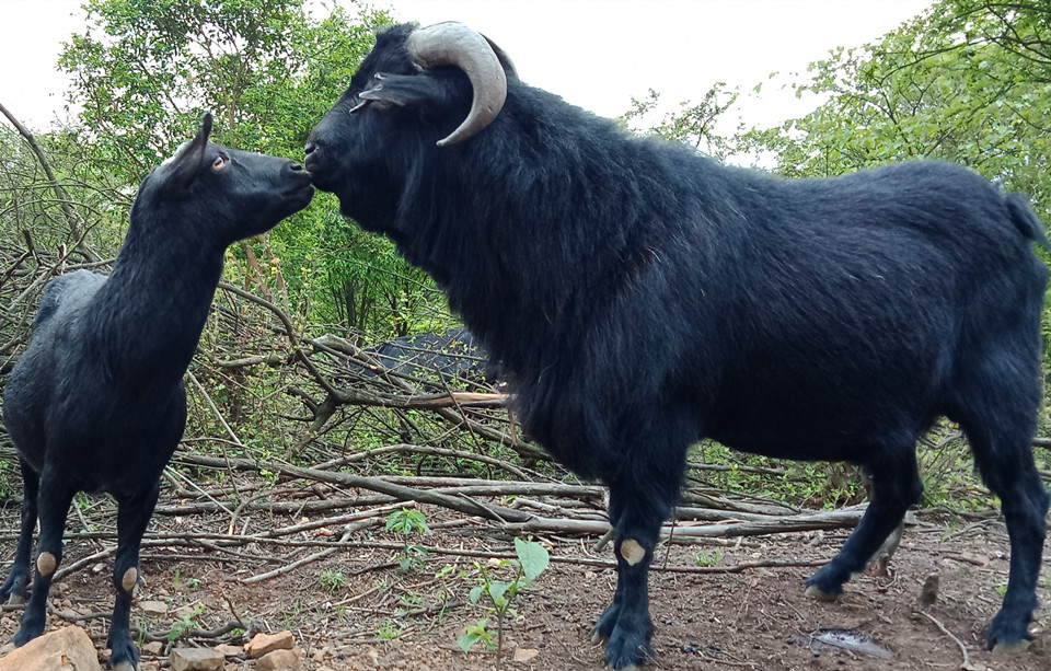 湘美黑山羊具有成熟早/生长快/繁殖能力突出等特性