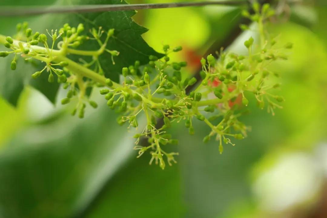 葡萄花序长出来了这么管圆锥形的穗形绝对不成问题