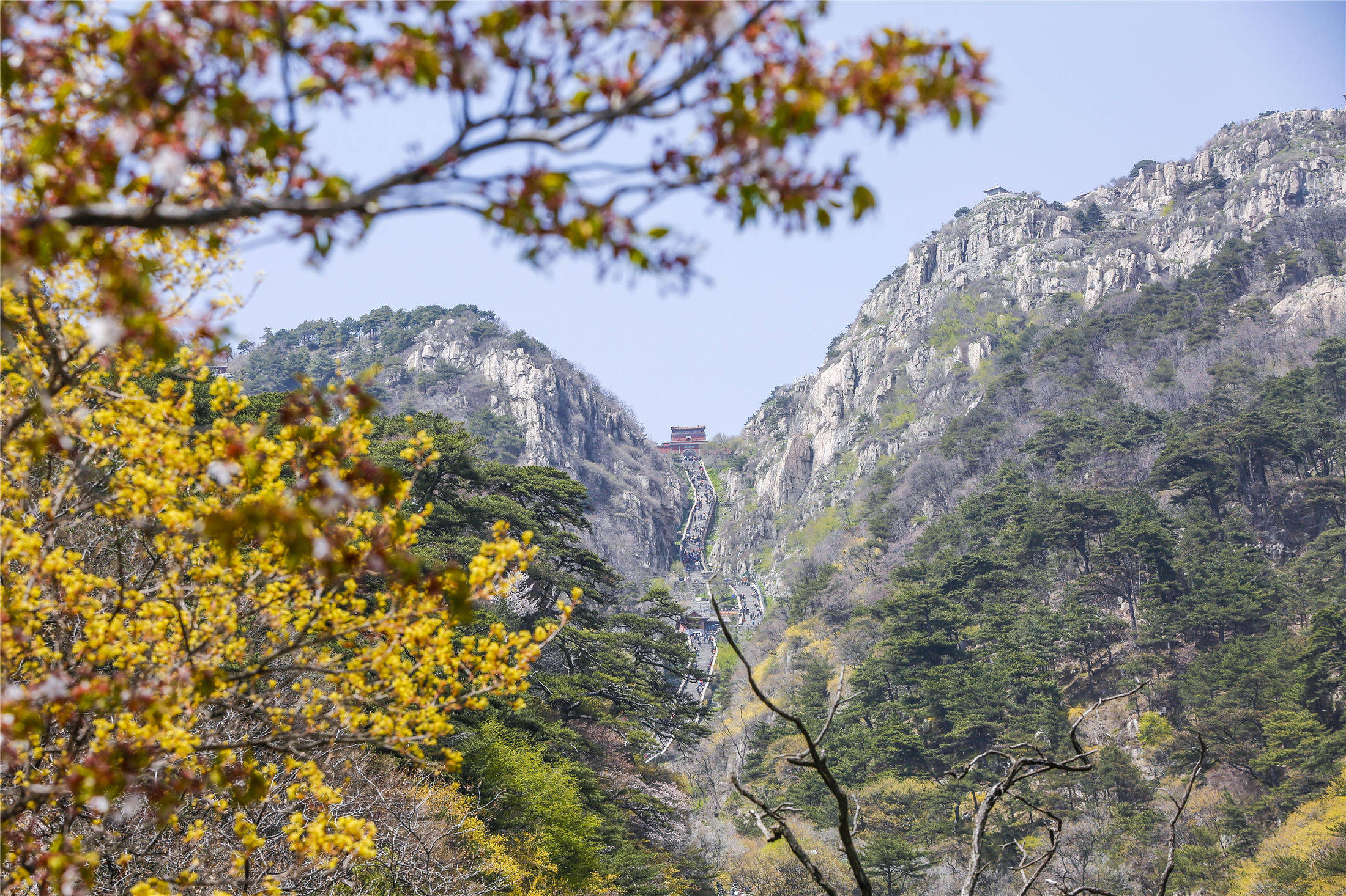原创人间四月芳菲尽五月的泰山最壮美岱顶海棠花开成海令人迷醉