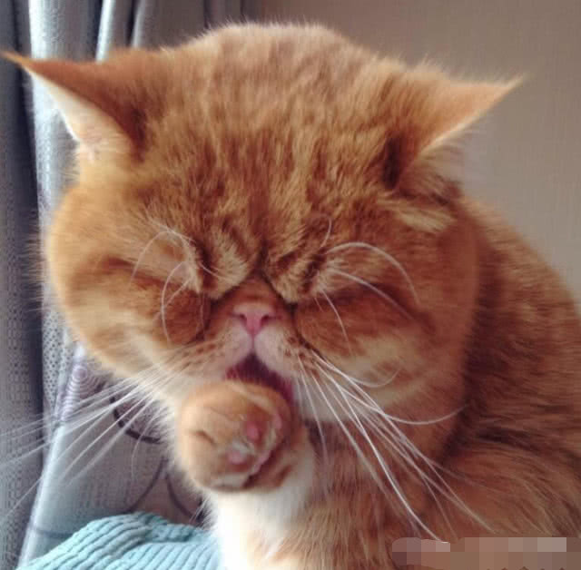 原创猫咪偷吃小鱼干正洗脸时发现自己被偷拍秒变警惕脸