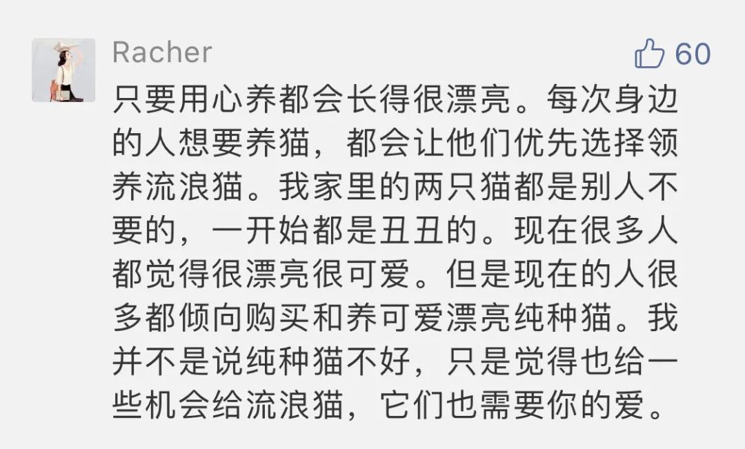 网友晒出收养的流浪猫，前后对比的照片惊呆无数人！