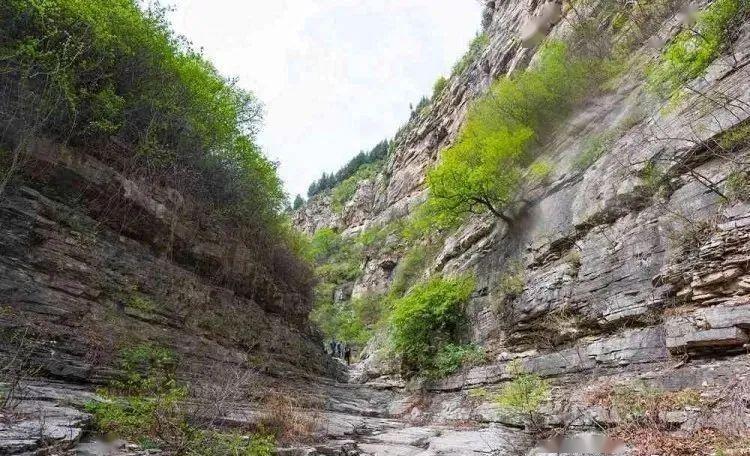 又是一年槐花季濟南經典路線藏龍澗報恩塔登山賞景採槐花