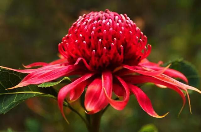 红火球帝王花欣赏