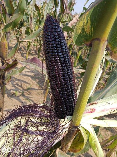 黑珍珠黑玉米种子 黑糯玉米种子