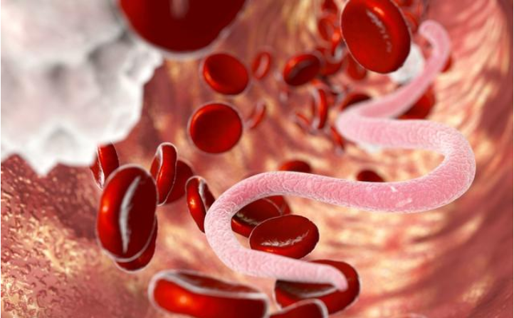 测测你是不是资深猫奴:驱虫总驱不干净的真正原因