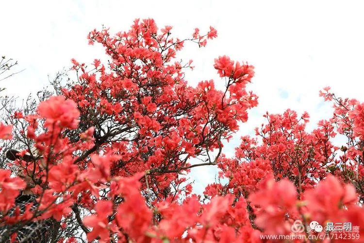 將樂寶台山杜鵑花海是三明地區最大最美花海,有200多畝的野生杜鵑花群