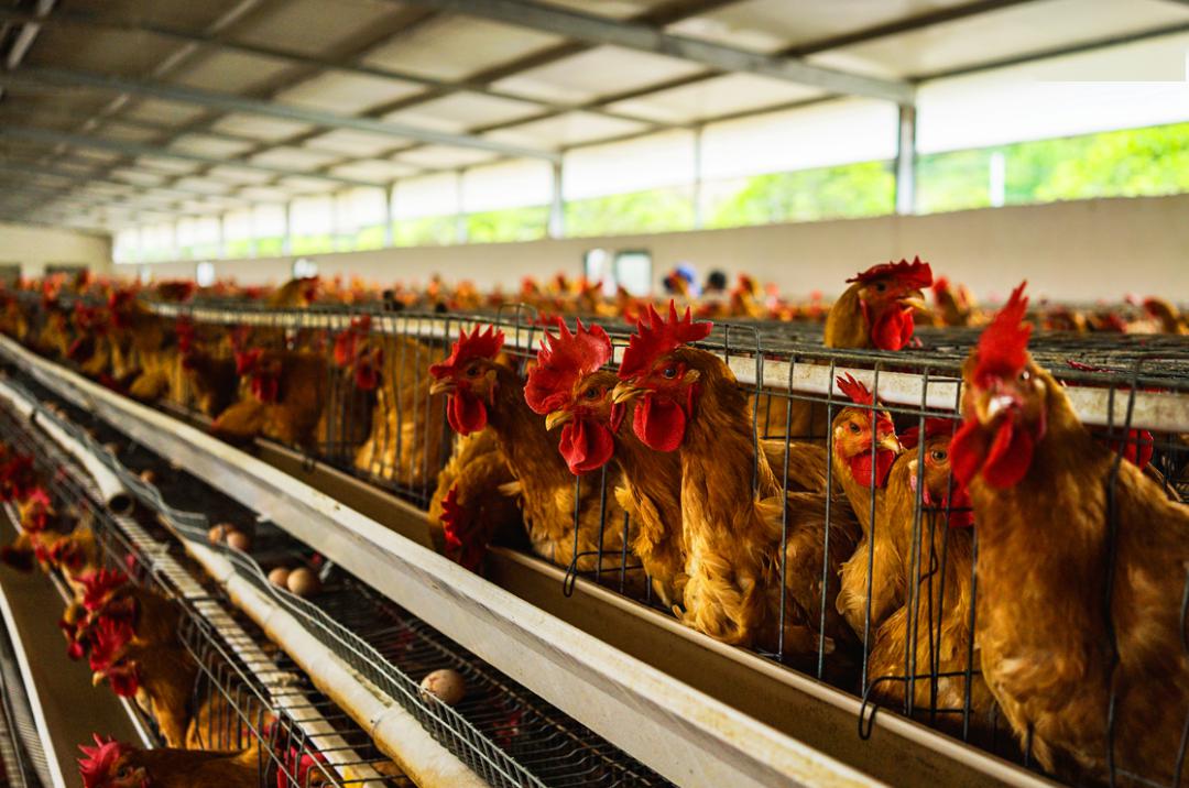 不少家禽收购,屠宰企业停产,家禽产品价格大幅下跌,养殖场户和收购