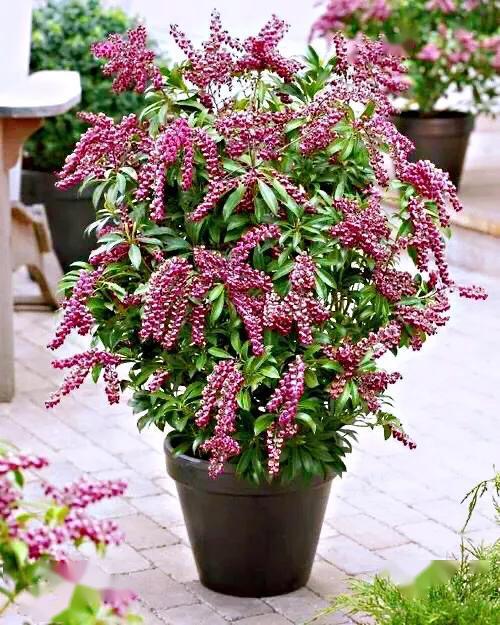 马醉木老新色彩多变化花蕾优美状如壶