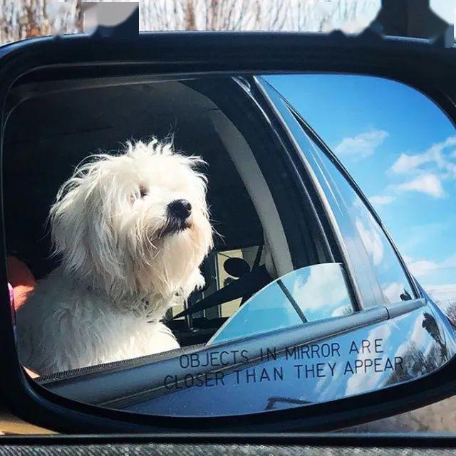 乘车出去兜风的可爱汪星人