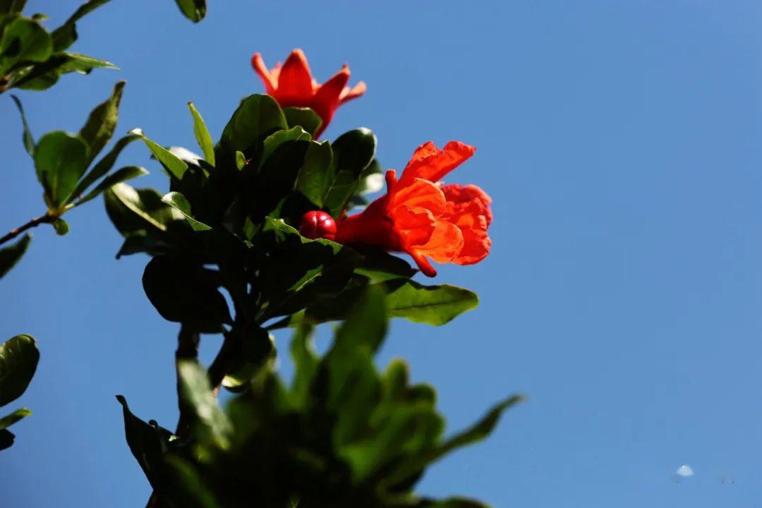 会理数十万亩石榴花开正艳_会理县