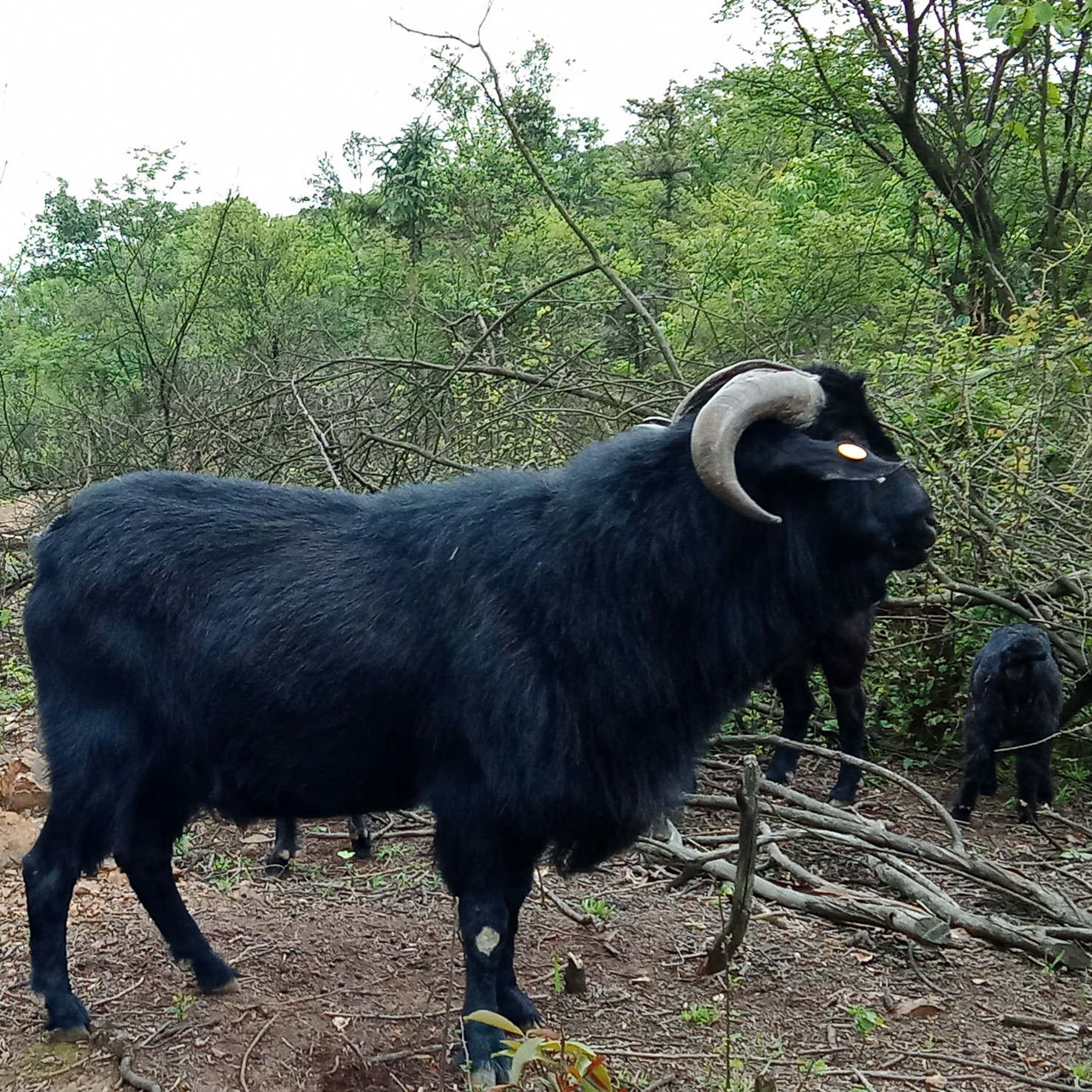 湘美黑山羊具有成熟早/生长快/繁殖能力突出等特性