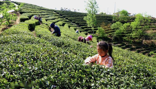 中国搜索网信阳商城县碧水青山茶飘香
