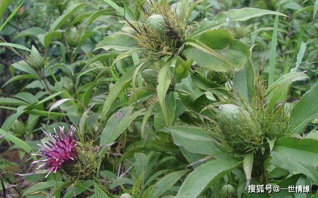 4月发文农地里的1种野草花朵紫红色人称白术