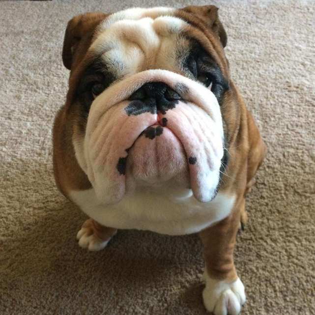 刚出生的小奶狗长相太奇葩了网友我还以为是个储蓄罐