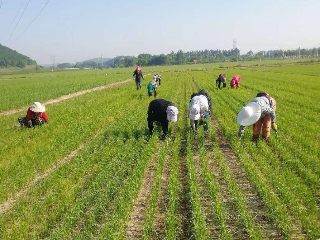 "劝农兴"旱稻香米在标准环境,生产技术,卫生标准下加工生产,经权威