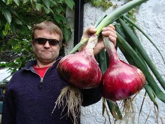 这巨型葱炒着应该挺香的