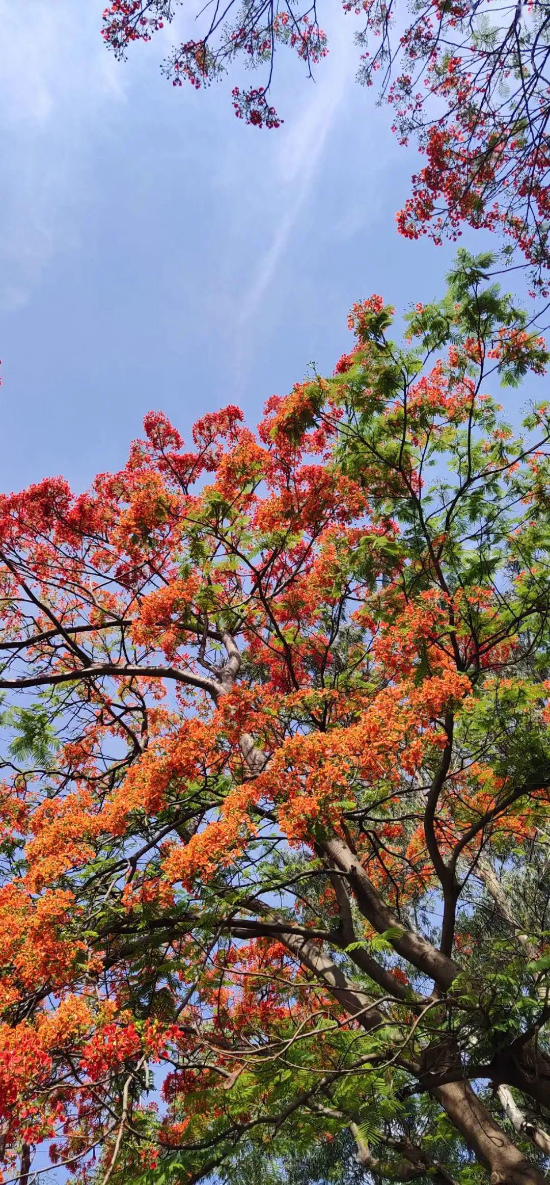 鳳凰花開,那是紅霞落凡間!鳳凰花公園保護記