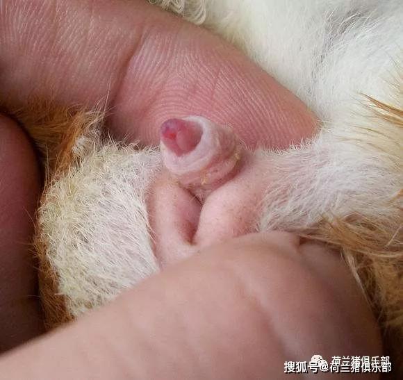 如何区分荷兰猪的公母