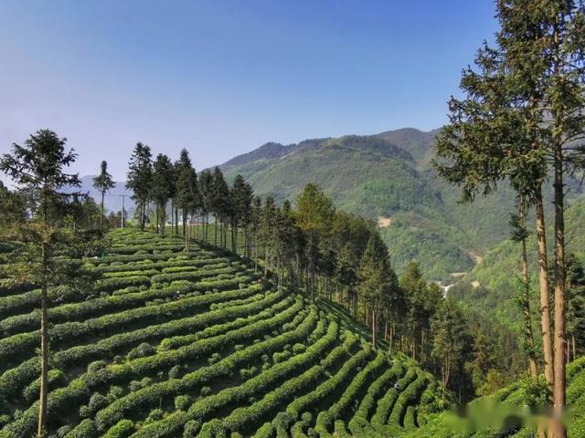 首届陕西网上茶博会走进镇巴怡溪春茶园啦!