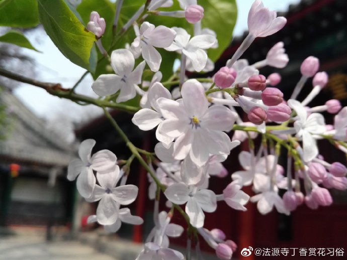 七个花瓣的丁香花2016年4月5日拍摄于北京法源寺