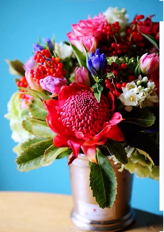 红火球帝王花欣赏