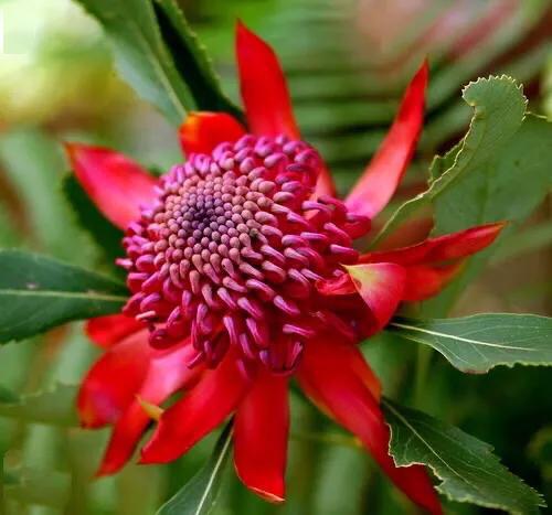 红火球帝王花欣赏