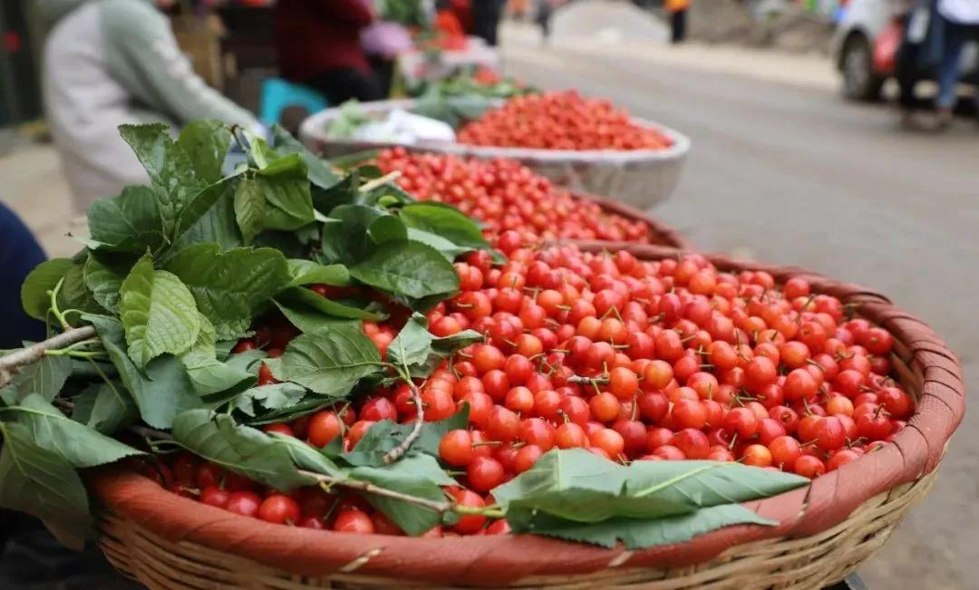 时下,龙街樱桃正是收获的时候,农户们都忙着采摘,装篮,出售,樱桃园内