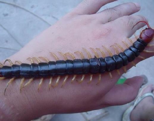 电影中公鸡吃蜈蚣不会中毒现实也是这样吗