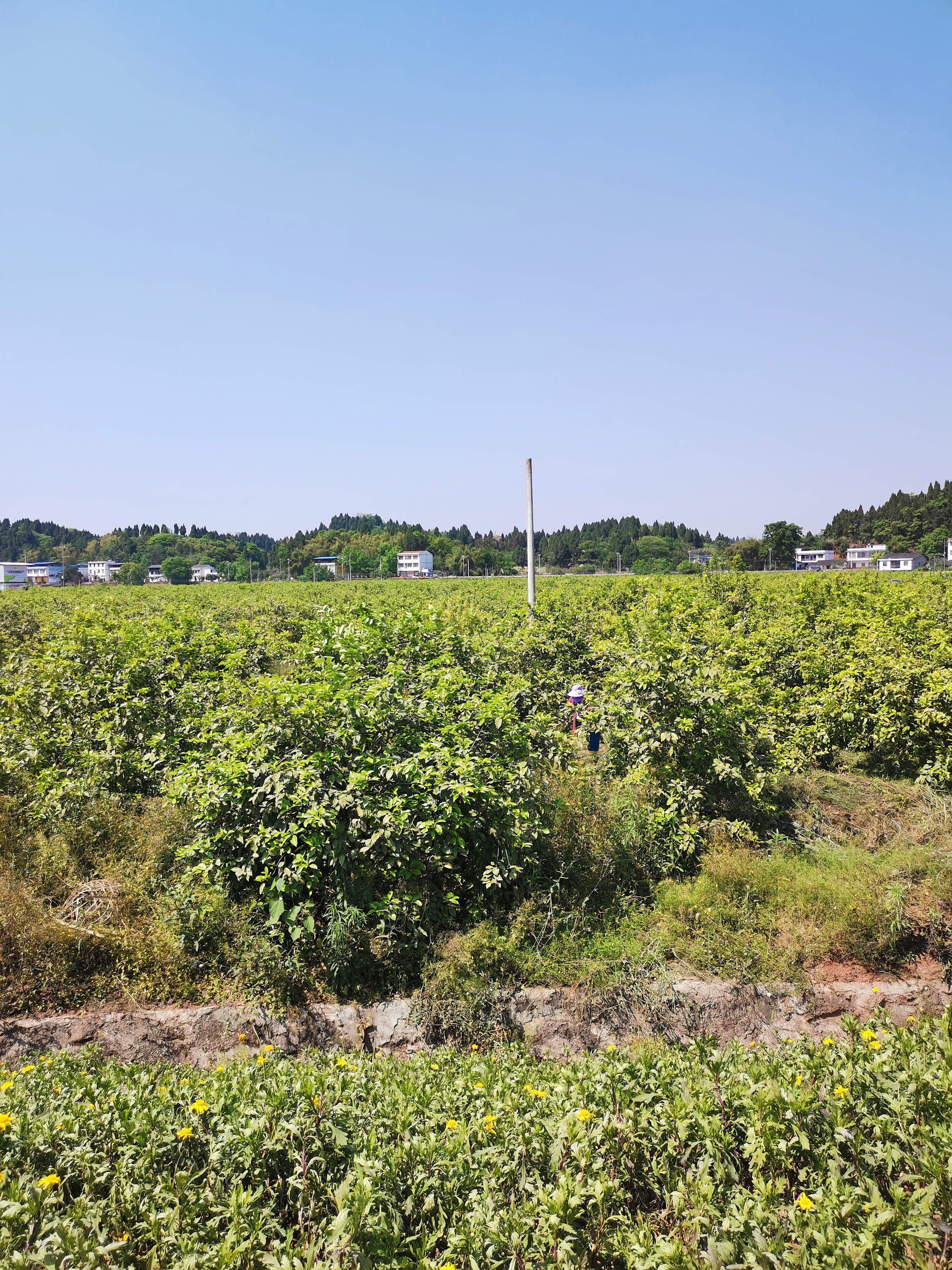 潼南柠檬基地图片